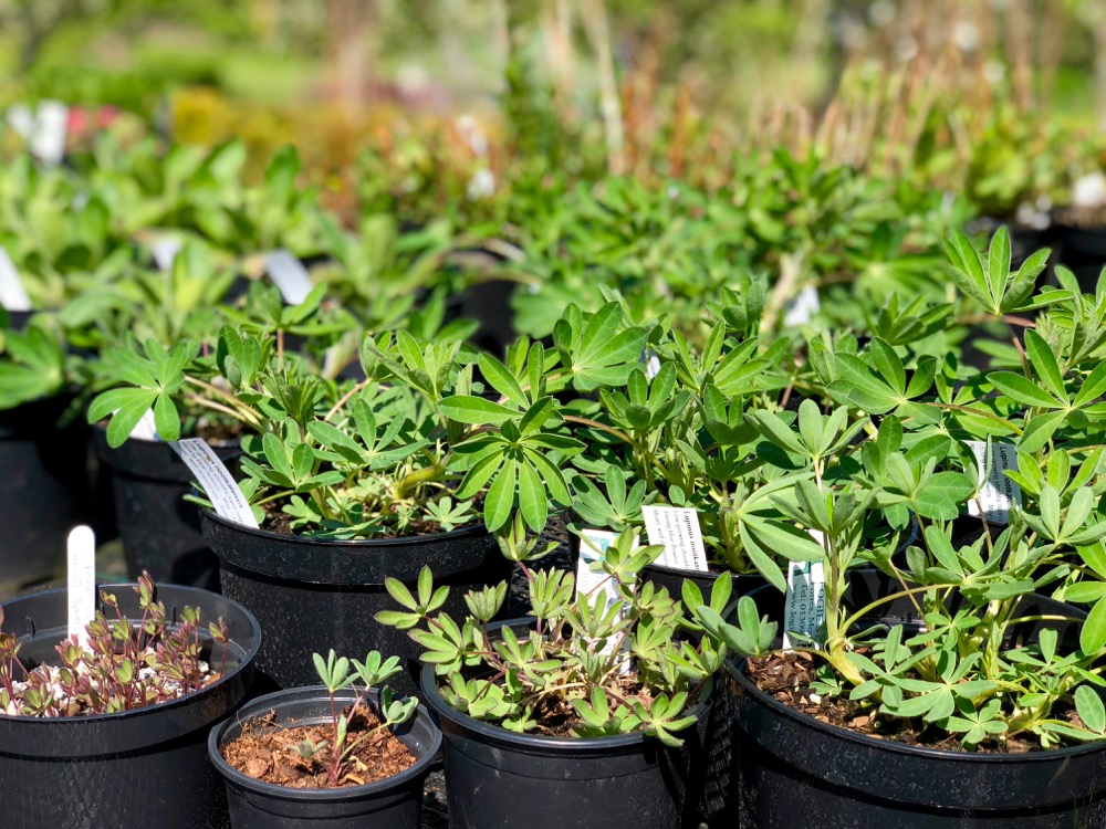 the stages of propagating Lupinus nootkatensis in Logie House Garden nursery