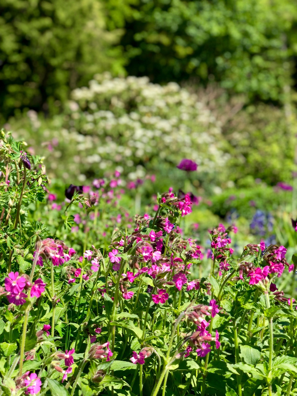 pink campion growing freely in Logie House Garden